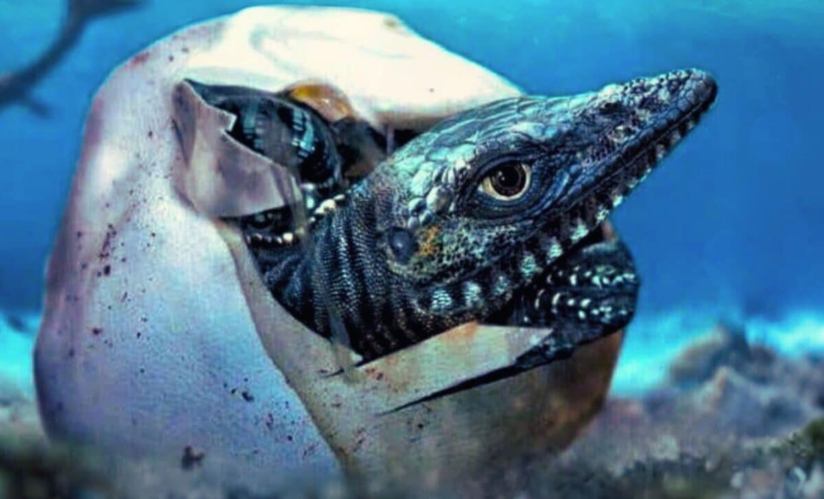 68-Million-Year-Old Giant Egg Discovered in Antarctica