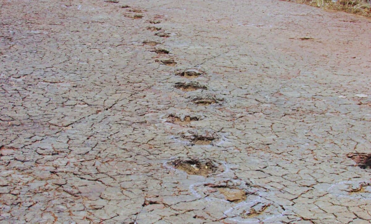 Dinosaur Footprints Link Continents Across the Atlantic