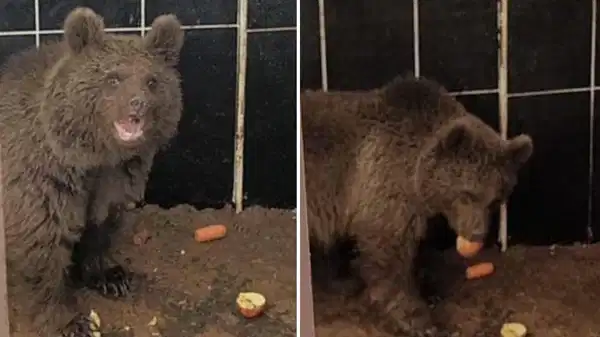 Kars'ta Kurtarılan Yavru Ayı Sağlığına Kavuştu