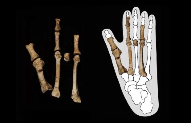 Lucy'nin Çağdaşı: Etiyopya'da 3.4 Milyon Yıllık Fosil Ayak Keşfi