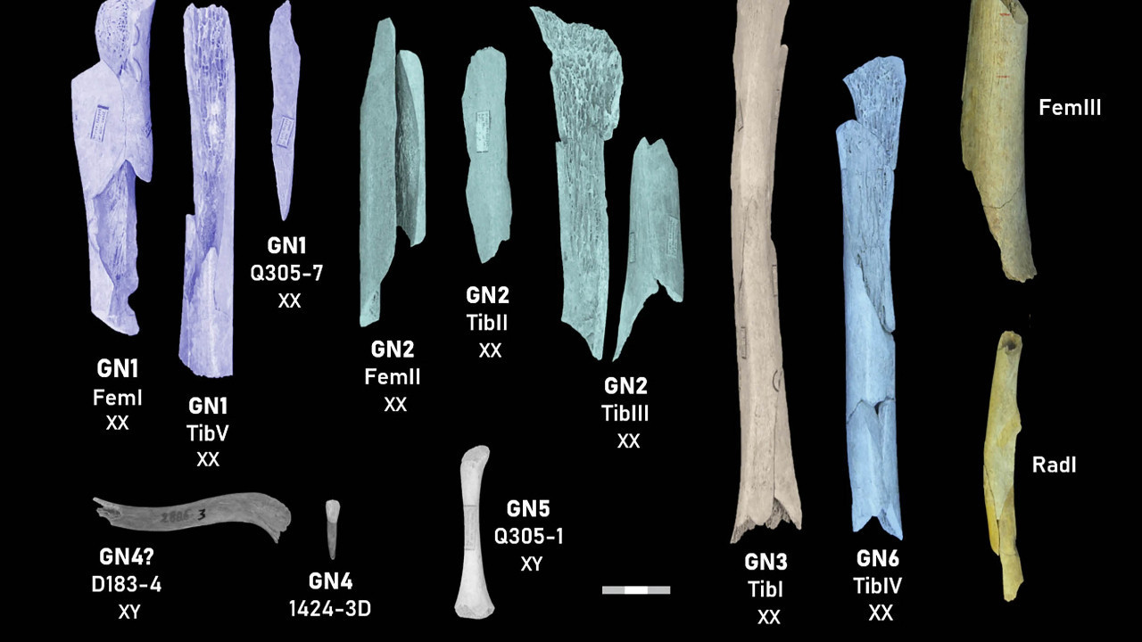 Neandertallerin İnsan Avı Taktikleri Açığa Çıktı